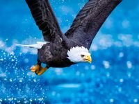 pic for Bald Eagle Flying 